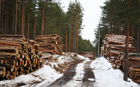 В Европе обеспокоены новыми пошлинам на экспорт древесины из России
