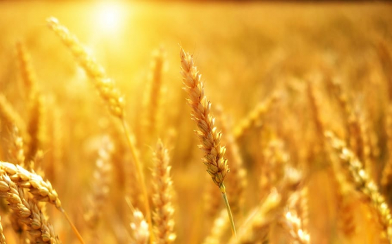 В России зафиксирован рост стоимости пшеницы