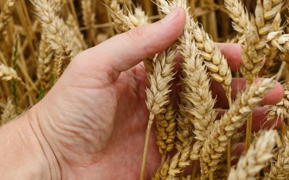 Экономист Белхароев: Африке и Ближнему Востоку грозит голод без зерна из России