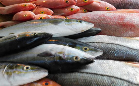 В Дубне в производство рыбных деликатесов вложат 8 млн рублей