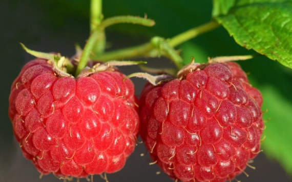 В Наро-Фоминске 1 млрд рублей вложили в теплицы по выращиванию ягод