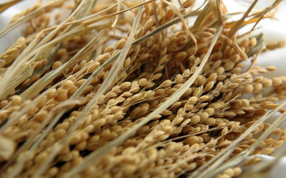 Россия поставила ЕАЭС условия для экспорта зерна