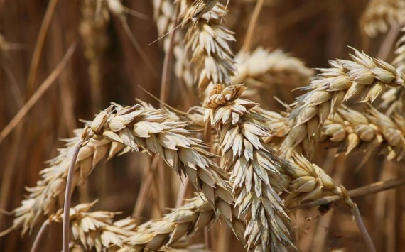 США при возобновлении экспорта зерна с Украины не ослабят санкции против России