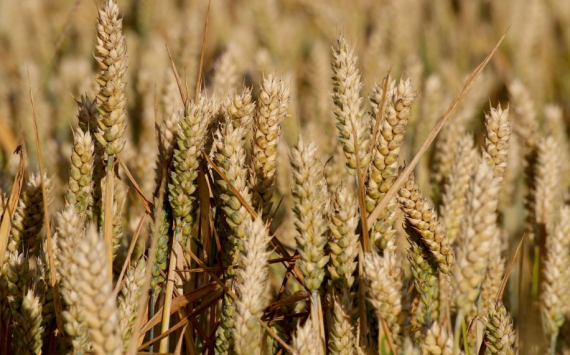 Володин: Россия не может на прежних условиях участвовать в зерновой сделке