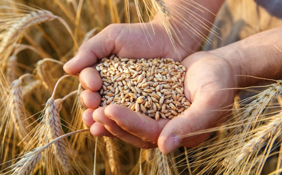 До 80% аграриев не получат субсидии на зерновые