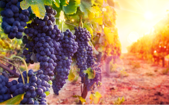 Россельхозбанк предоставит органическим виноделам индивидуальные кредитные предложения