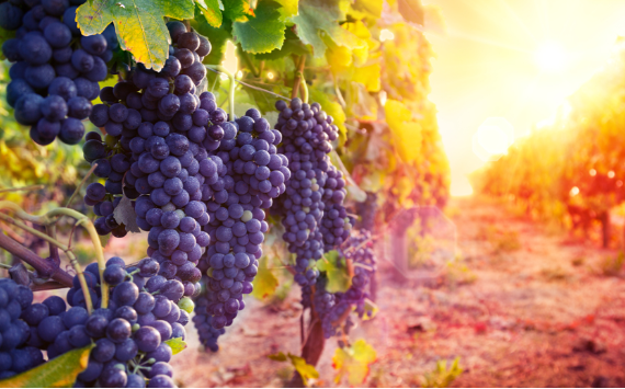 Всем шампанского: в 2022 году производство и потребление отечественных игристых вин выросло на 25%