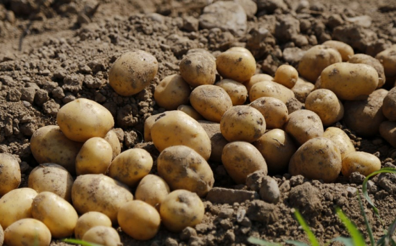 Патрушев: России угрожает дефицит семян картофеля и свеклы