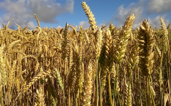 Западные источники подтвердили информацию о продлении зерновой сделки