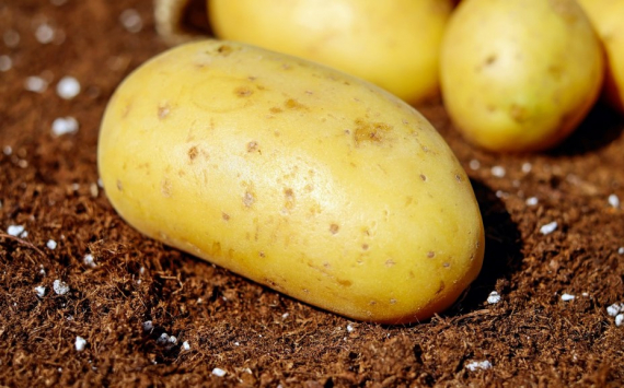 В Дмитрове открыли тепличный комплекс по производству картофеля