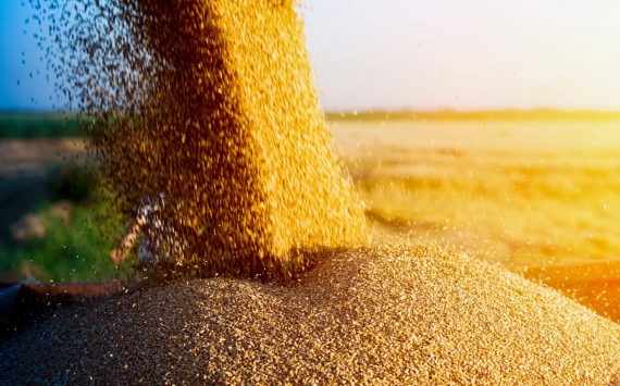 Bloomberg: Прекращение зерновой сделки сократит экспорт Украины в 2 раза