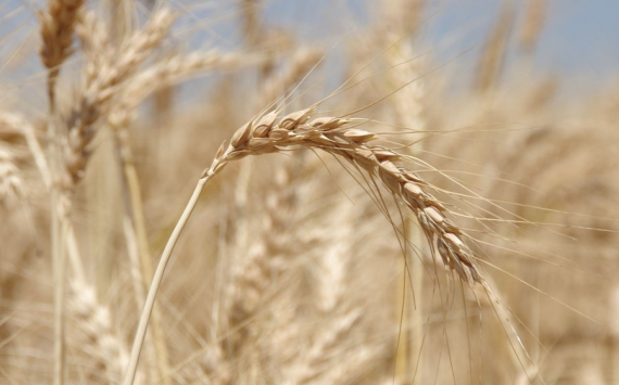 «Ъ»: Российская пшеница может подорожать до 250-260 долларов за тонну