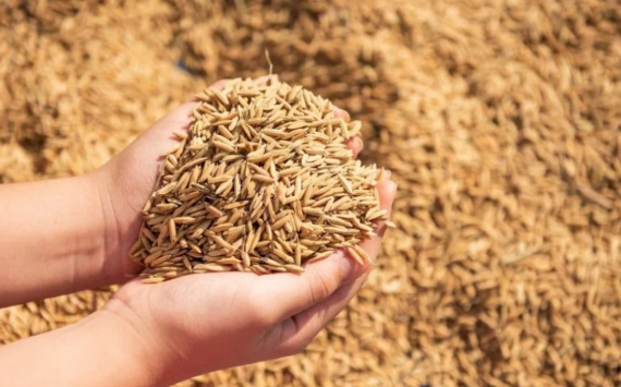 В компании Agritel считают, что Россия станет лидером на мировом рынке зерна