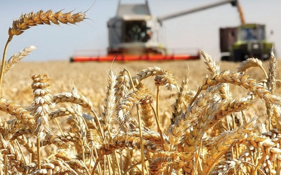 Сбор зерна в России достиг отметки в 105 млн тонн