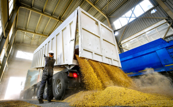 Россия оказалась в мировых лидерах по экспорту пшеницы