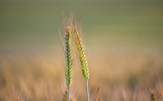 Россия за счет рекордного урожая укрепила лидерство на рынке пшеницы