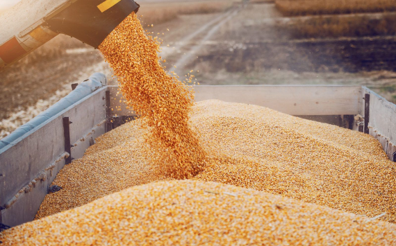Экспорт зерна из Российской Федерации подскочил в 2,2 раза