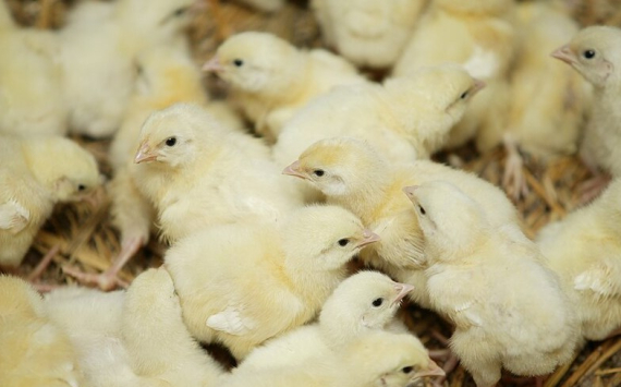 В Подмосковье птицеводческий комплекс начнет экспортировать продукцию в Китай