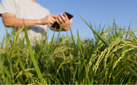 РСХБ запустил кредитный виджет для пользователей сервиса Своё Фермерство