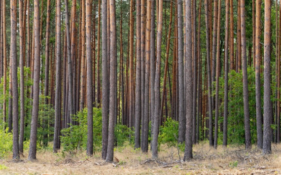 Подмосковье получило от лесного хозяйства 1,5 млрд рублей