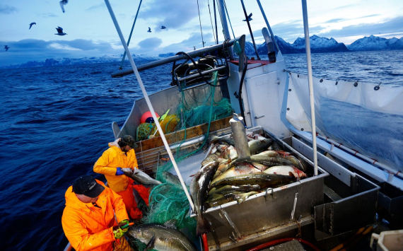 Россия намерена расторгнуть контракт, разрешающий Великобритании ловить рыбу в Баренцевом море