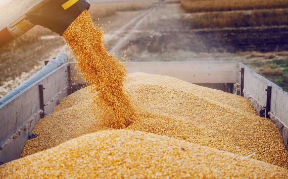 Россия в 2024 году займет более 25% международного рынка зерна