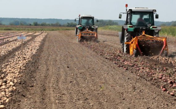 Сезон уборки молодого картофеля и капусты начался в Подмосковье‍