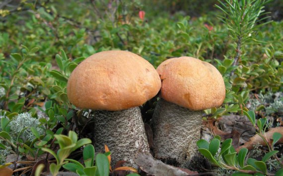 В 2017 году в Подмосковье соберут в 2 раза меньше грибов‍