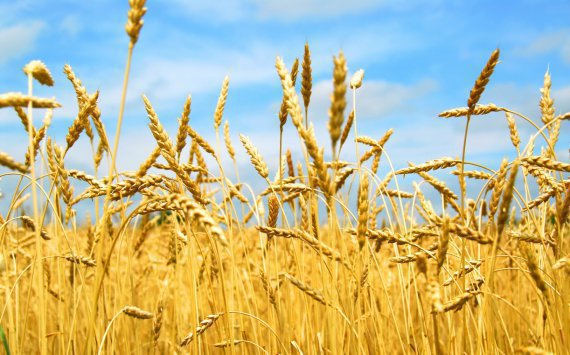 В Подмосковье ожидают высокий урожай пшеницы в 2017 году‍