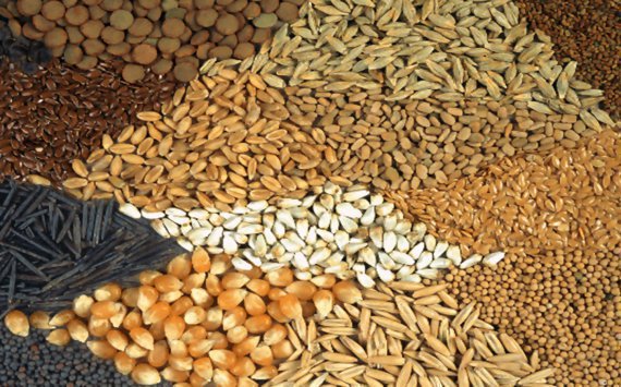 Россия одобрила соглашение об обращении семян‍