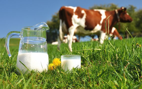 В мае в Подмосковье откроется молочная ферма TH Milk