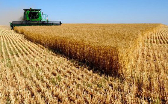 В России урожай зерна превысил 117 миллионов тонн