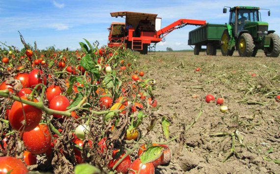 Ткачев: Россия закроет дефицит томатов через 5 лет