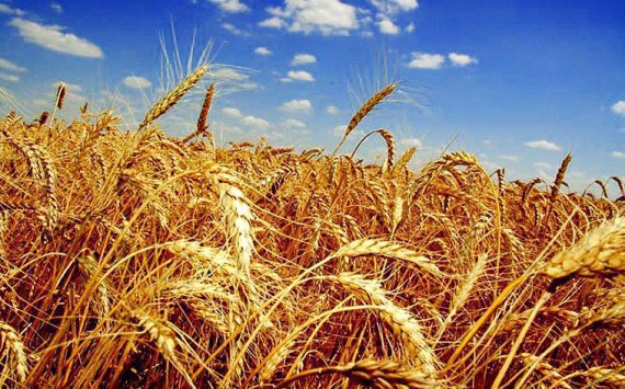 Россия на 28% нарастила экспорт зерна