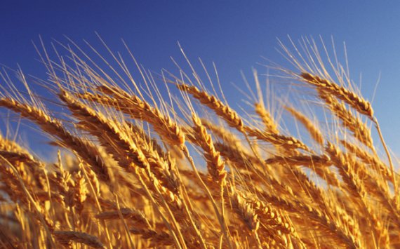 Россия к 2030 году увеличит производство зерна, масличных и картофеля‍