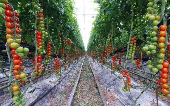 Комплекс по выращиванию овощей пополнит бюджет Наро-Фоминска на 81,5 млн руб‍