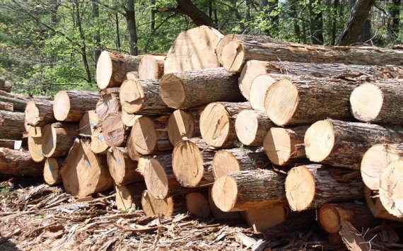 Красноярские лесничества продали на бирже первую древесину 