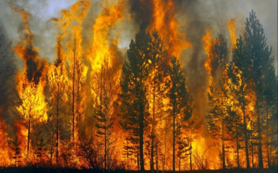 В Хабаровском крае на тушение лесных пожаров добавили 100,6 млн рублей