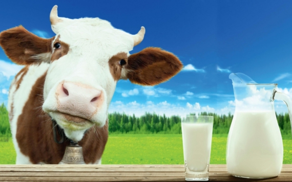 В Подмосковье план по переработке молока за полгода выполнен на 102%