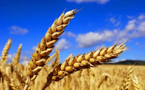 В Нижегородской области планируют собрать около 1,2 млн тонн зерна