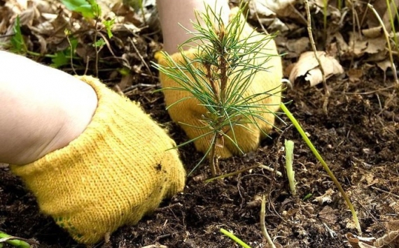 В Ярославской области посадят 7,5 млн деревьев из местного посевного материала