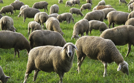 В Подмосковье инвестор начнет разводить коз и овц в Воскресенском районе