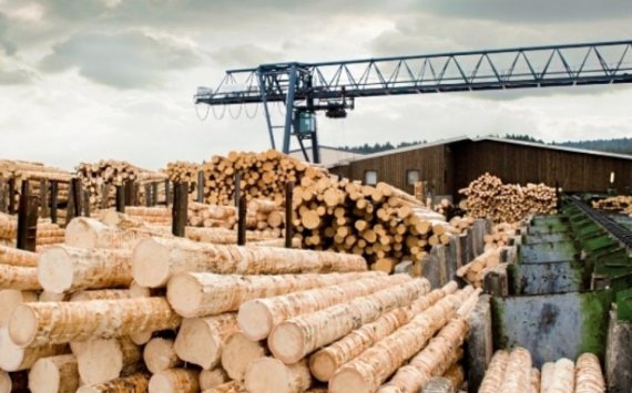 Объем заготовки древесины в России в первом полугодии вырос на 9%