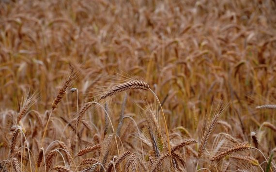 В Самарской области урожай зерна из-за засухи сократился на 34%
