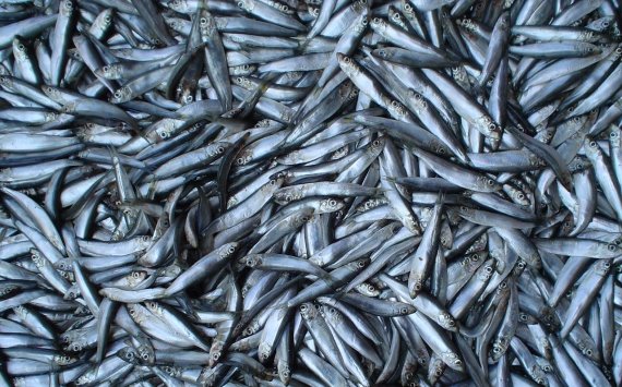 В Хабаровске «доступная рыба» подешевеет на 14,5%