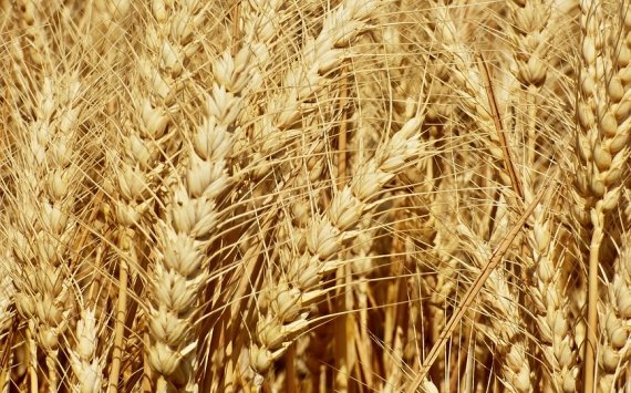 Разин: В Подмосковье валовый сбор зерновых превысил 370 тыс. тонн