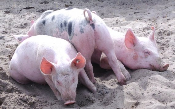 В Хабаровский край завезли около 300 свиней из Оренбуржья