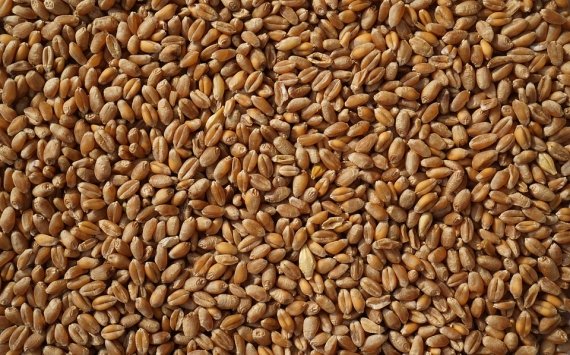 Оренбуржье заняло 12 место по экспорту зерна в России