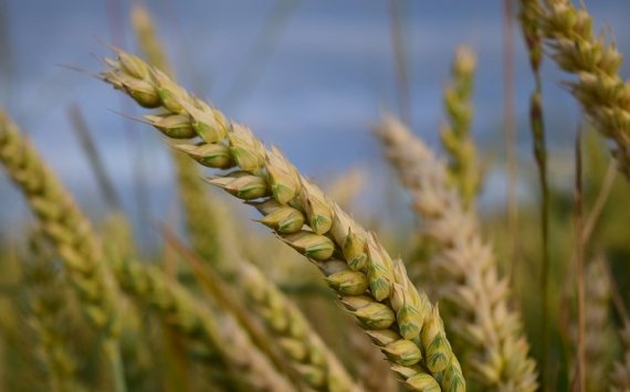 В Ростове придумали, как выращивать экологически чистую пшеницу