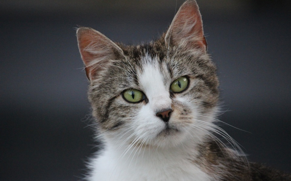 Специалисты из Сеченовского университета создают вакцину для профилактики аллергии на кошек